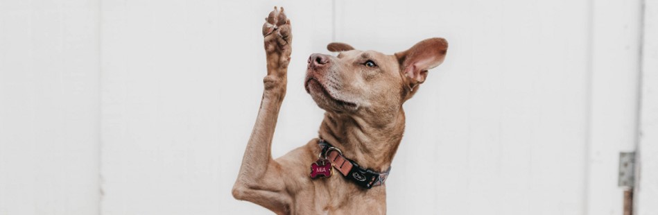 Dog raising paw